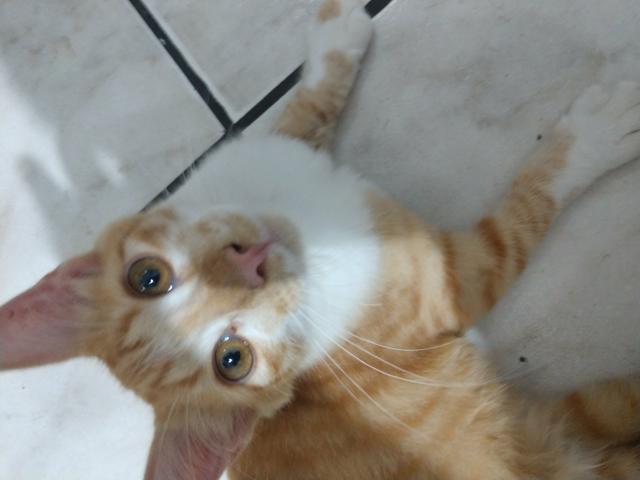 Doação de gatinho ?