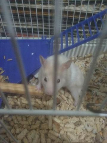 Hamster sírio macho