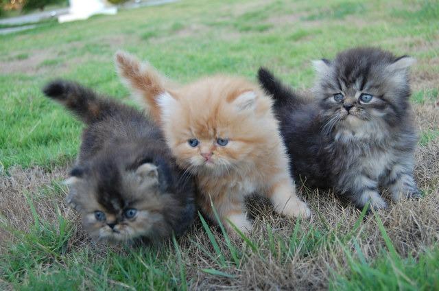Lindos gatinhos persas
