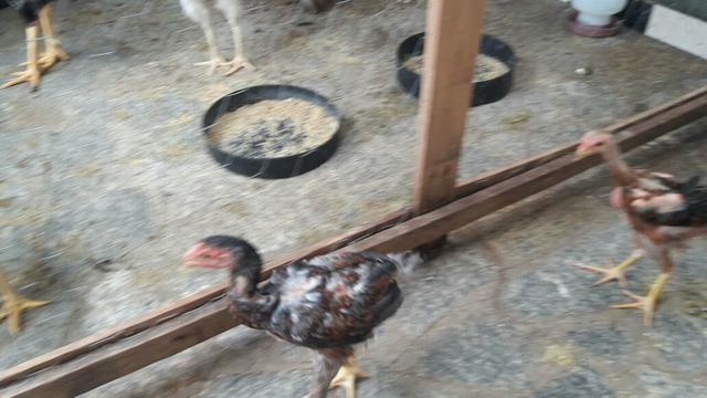 Pintos mesticos com índio gigante