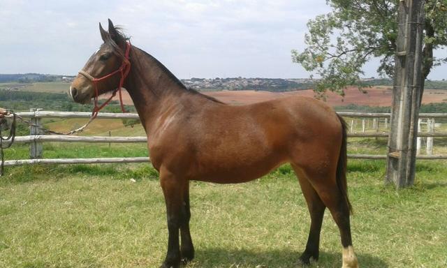 Potra Domada e prenha