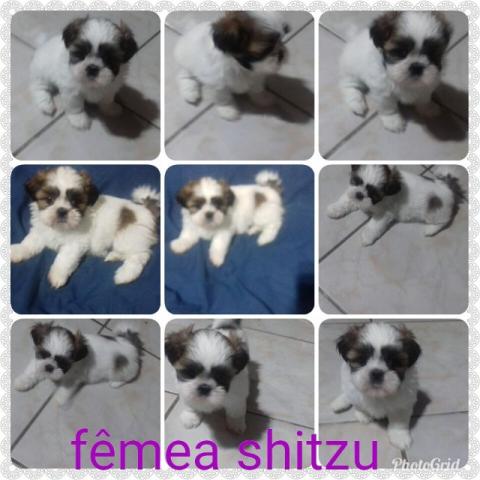 Shih Tzu