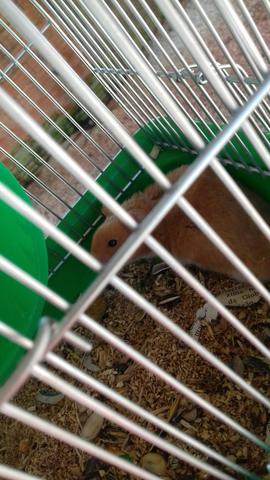 Tórrooo hamster com gaiola nova
