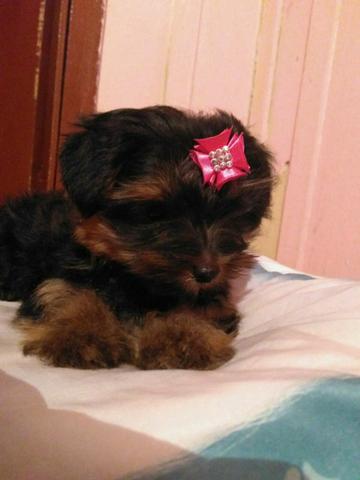 Vende se yorkshire 2 meses ja vacinado