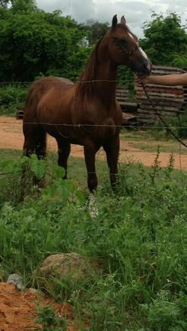 Vendo Cavalo de Laço