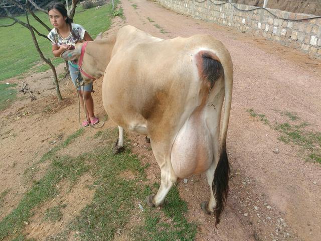 Vendo lindas vacas Jersey