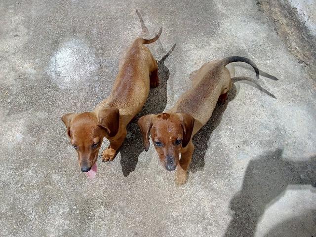 Vendo lindo casal de dachshund (Cofap)