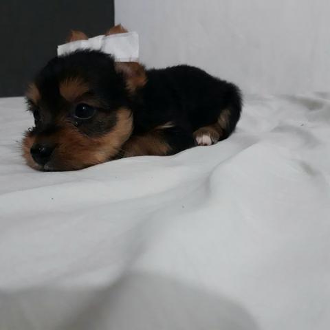 Yorkshire fêmea ac troca