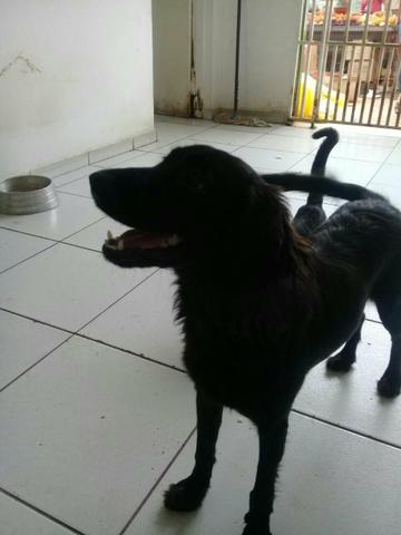 Adoção de cachorro