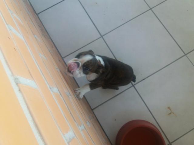 Buldog inglês fêmea 4 meses