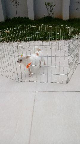 Chihuahua machinho pelo longo branco top