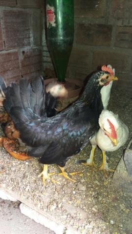 Galinhas Garnizes Adultas