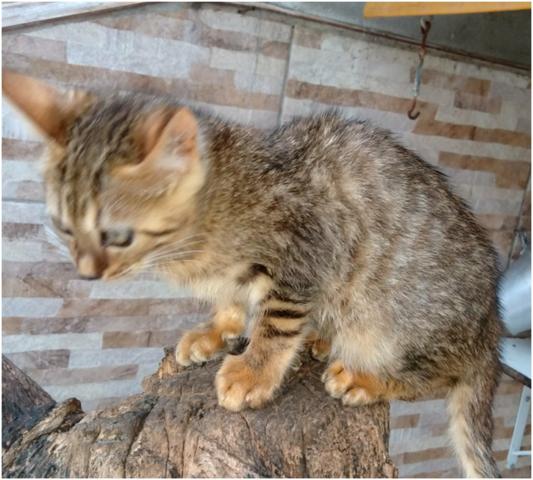 Gata fêmea bengali oportunidade