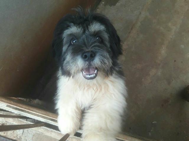 Lasha apso Fêmea 7 mêses 