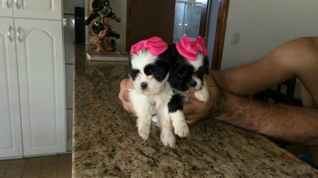 Lindas fêmeas de Shitzu