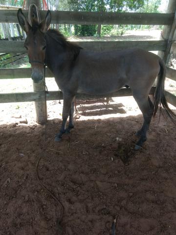 Troco por outro animal