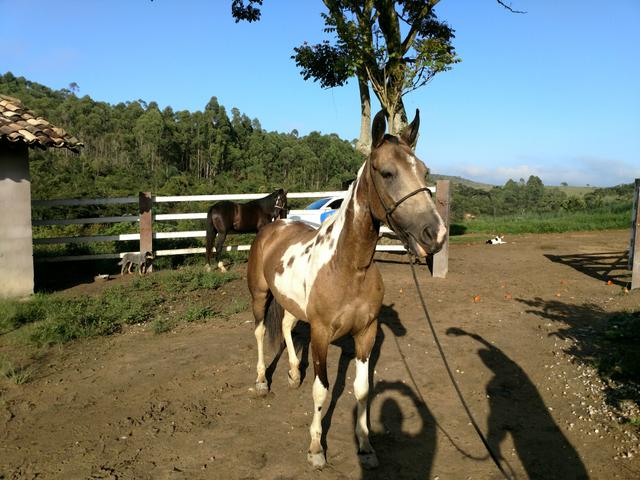 Égua MM Pampa oportunidade única