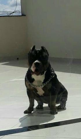 American bully