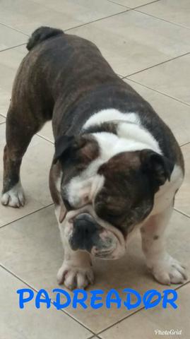 Bulldog ingles com pedigree cbkc
