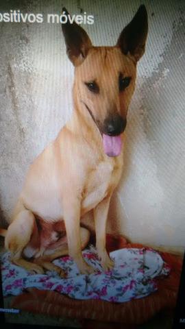 Cachorro para doação