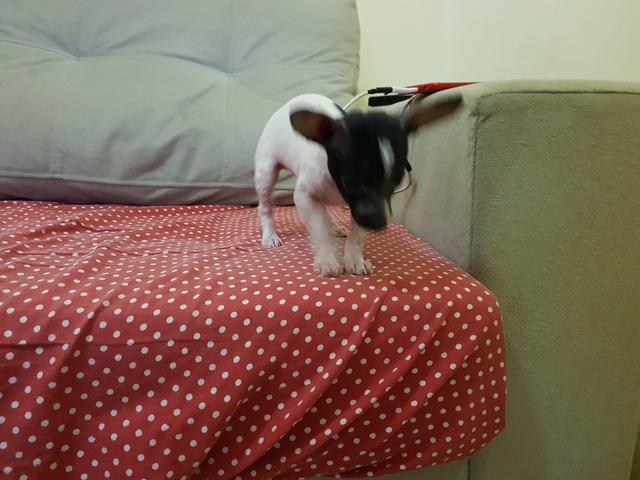 Chiuaua c/ pinscher 0