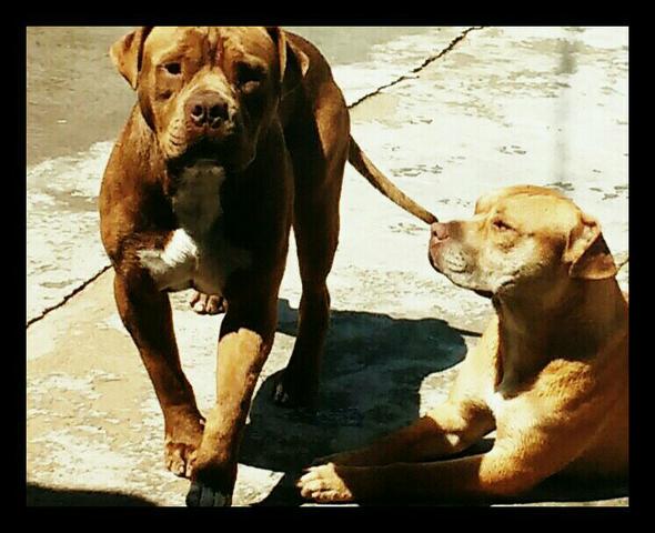 Cobertura Bull American