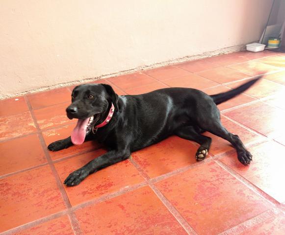 Doa se Labrador Fêmea