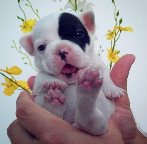 Fêmea Pirata BullDog Francês linda disponível SJC