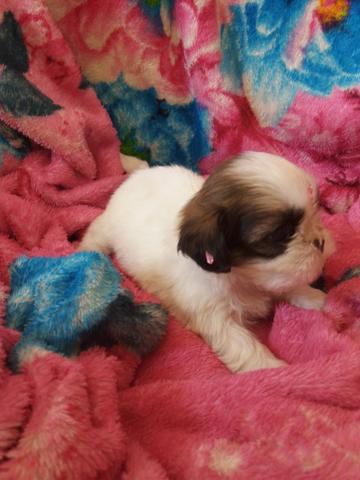 Fêmea Shitzu (micro)