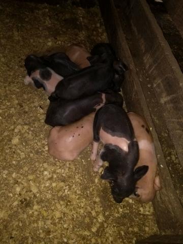 Letões para encomenda (Leiam o anúncio)