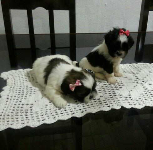 Lindas fêmeas de Shitzu