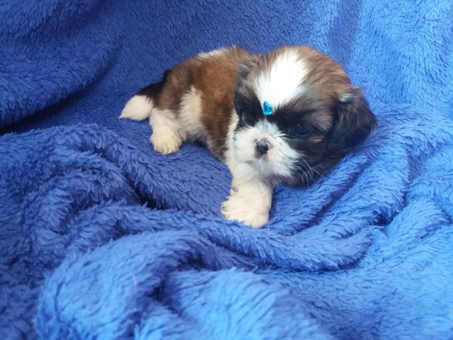 Macho Shitzu (micro)