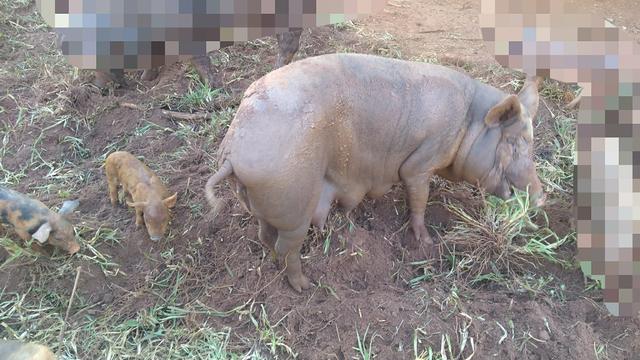 Porca e leitões