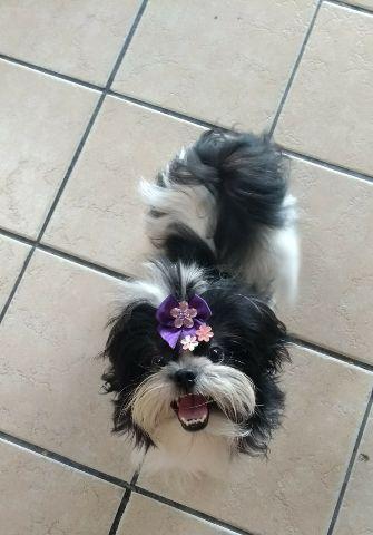 Shih Tzu