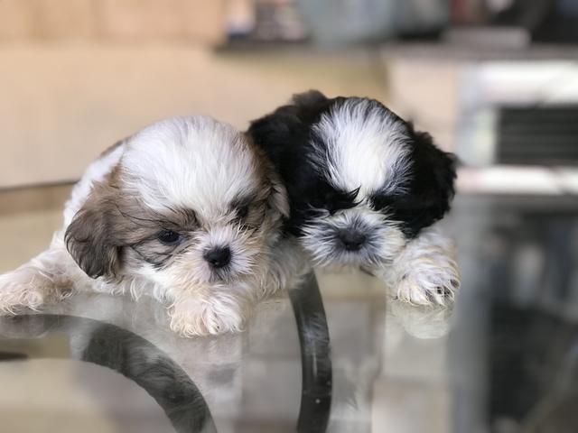 Shih Tzu com pedigree