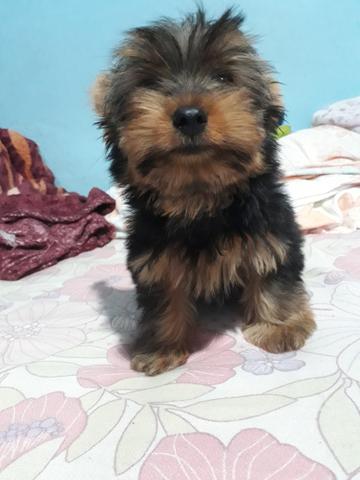 Yorkshire seu amigo canino