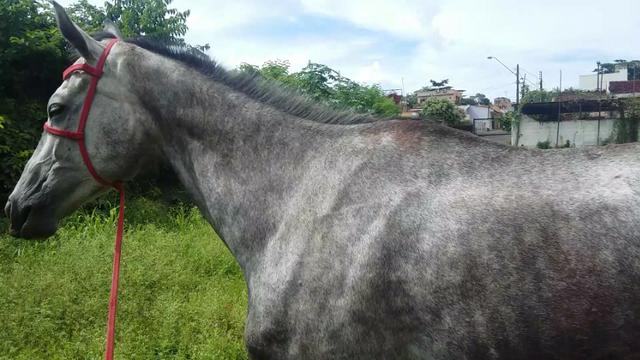 Égua American Trotter