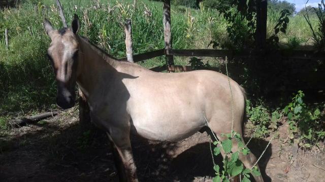 02 Potros de 02 e 03 anos TROCO por Bovino