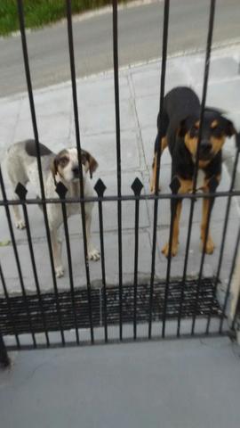 Aceitamos doação de casinha