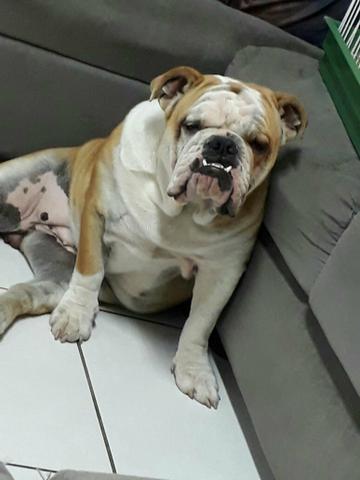 Bull dog ingles