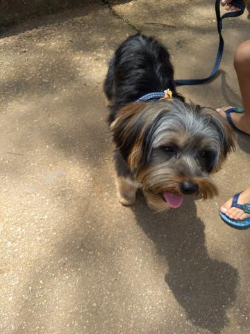 Cão super companheiro