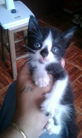 Doação de gatinhos