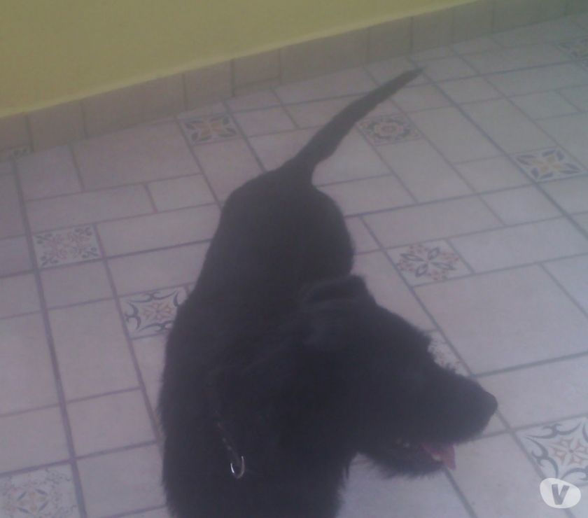 Emily - castrada e vacinada