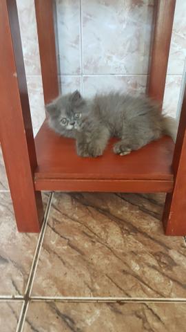 Gatinhas Persas de PÁSCOA!