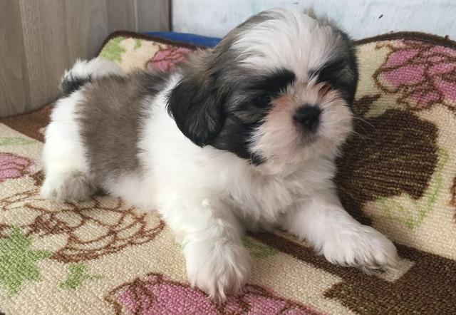Shihtzu