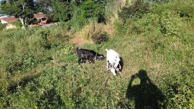 Vendo duas cabritas
