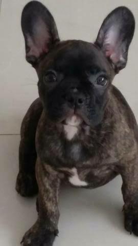 Bulldog francês Fêmea 6 meses !!!