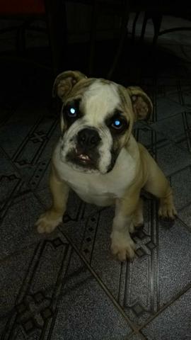 Bulldog inglês Fêmea 4 meses