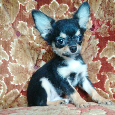 Chihuahua mini machinho pelo longo