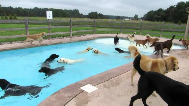 Encontro de natação de cachorro